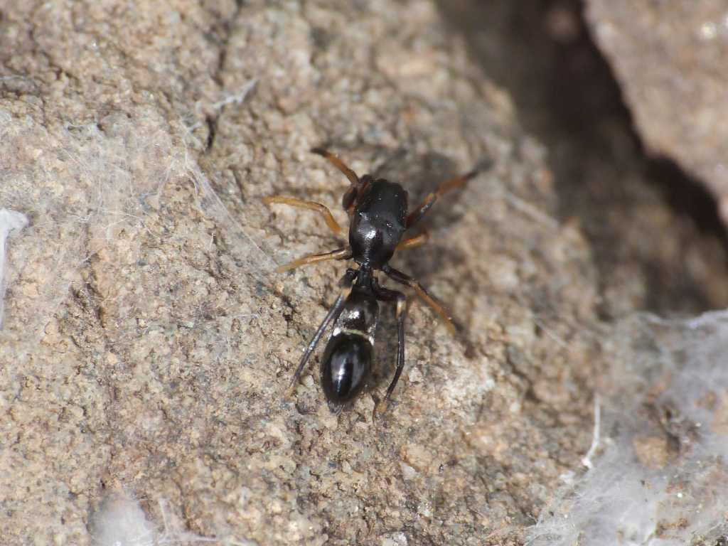 Leptorchestes (Salticidae) - Tolfa (RM)